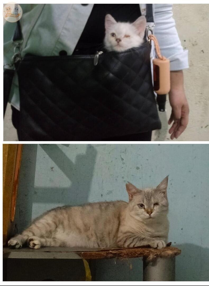 Kcg! Pertama nemu pas  nongki2 dcafe. Dia ada di parkiran area jalan besar. Sekarang dah segede ini😍.aq ksh nama Raya dari kata Jalan Raya. Mana kucing rescue kalian.... Pamerin cepatttt