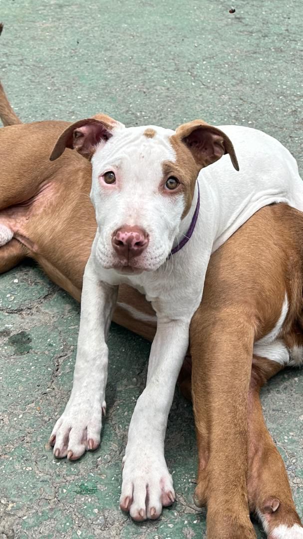 ElTequeno's tweet photo. #SOSMascotas  Luna, Pitbull patas largas cachorra, se perdió en la Calle Venezuela de San Antonio de los Altos

Se escapó por un hueco en la reja de su casa que da al Paseo de Los Burros
Información: 

Luis Sajaro: 04142564529 
Beiker Delgado: 04149018771
Yoha Villar: 04125568987 https://t.co/acHMt0Uo93