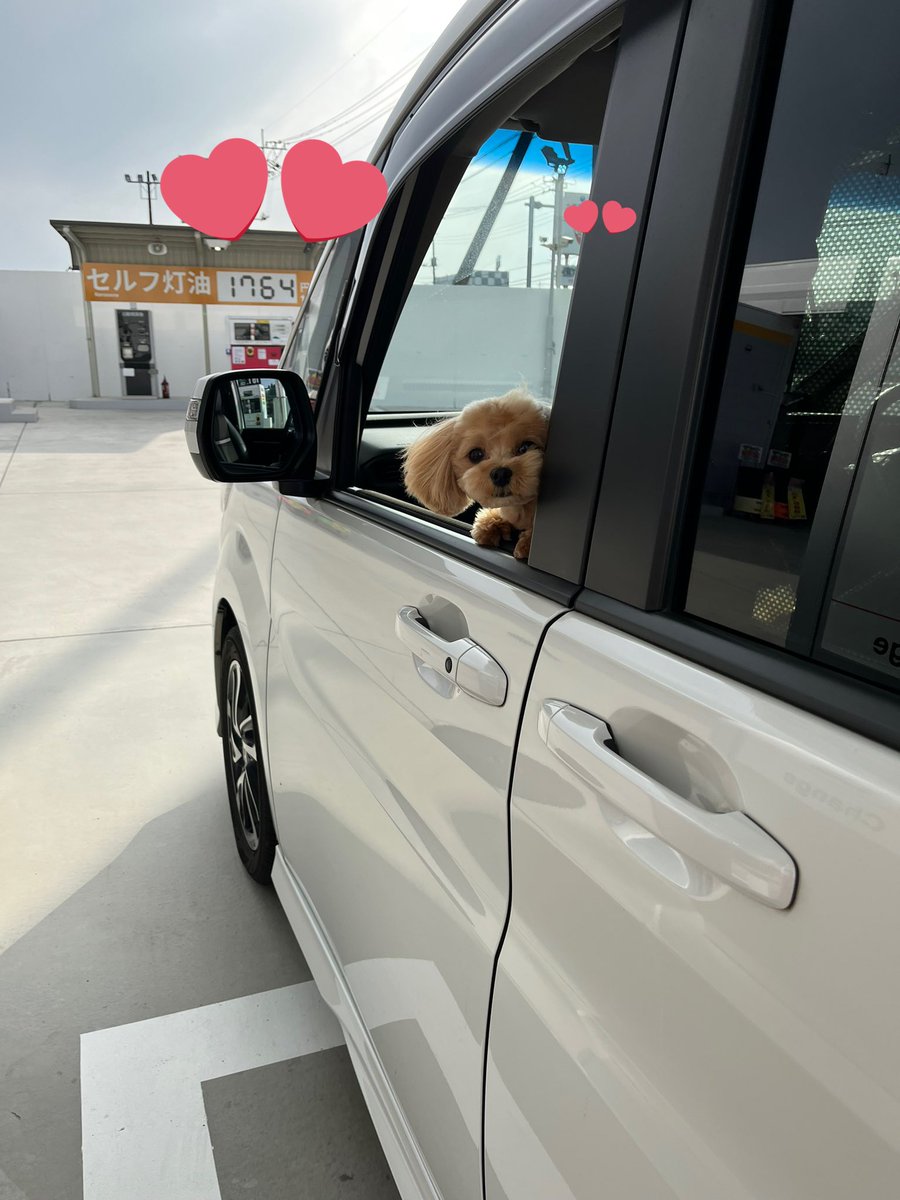maltipoo_eve's tweet photo. ガソリン入れてると監視してくる🥹 https://t.co/ZcwG14ODln