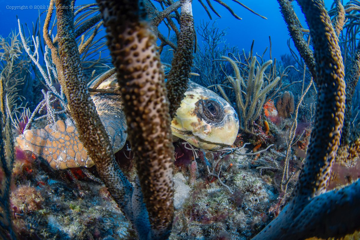 seaturtleweek's tweet image. Can you identify which species of sea turtle is in the photo?

#SEETurtles #SeaTurtles #TurtleID #Conservation #OceanProtection #turtlelove

photo: Nicodemo Ientile