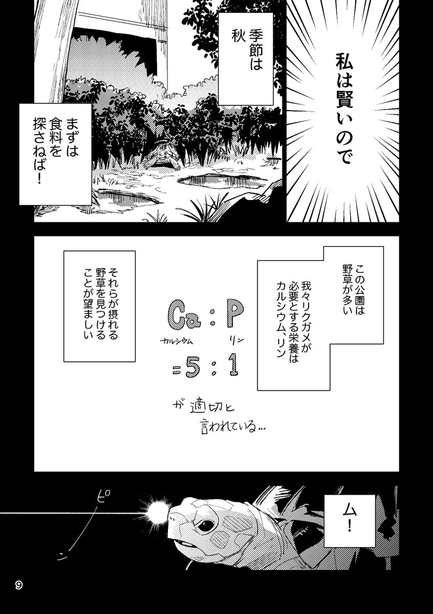 リクガメ漫画試し読み(2/4) 