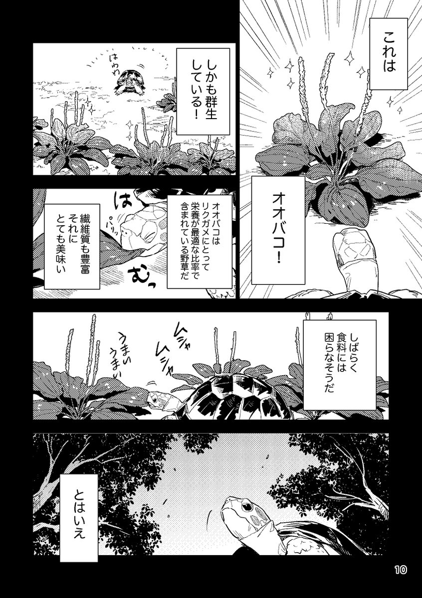 リクガメ漫画試し読み(2/4) 