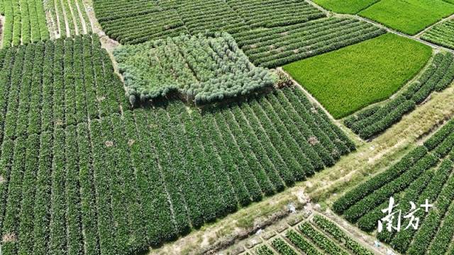 thisisGBA's tweet photo. #Guangdong | In recent days, Bulang Village in Xinxing County, #Yunfu City, has witnessed a bumper crop of #arrowroot. 🌱Across the fields of Bulang Village in Hetou Town, what was once a lush green expanse of arrowroot plants now reveals clusters of plump arrowroot tubers, as farmers bustle with the tasks of sorting, packing, and transporting the #harvest.🚜💪

https://t.co/itlkKmUH2K
