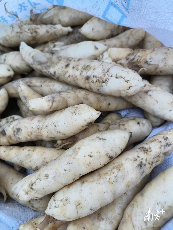 thisisGBA's tweet photo. #Guangdong | In recent days, Bulang Village in Xinxing County, #Yunfu City, has witnessed a bumper crop of #arrowroot. 🌱Across the fields of Bulang Village in Hetou Town, what was once a lush green expanse of arrowroot plants now reveals clusters of plump arrowroot tubers, as farmers bustle with the tasks of sorting, packing, and transporting the #harvest.🚜💪

https://t.co/itlkKmUH2K