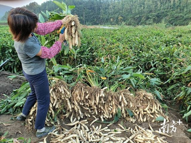 thisisGBA's tweet photo. #Guangdong | In recent days, Bulang Village in Xinxing County, #Yunfu City, has witnessed a bumper crop of #arrowroot. 🌱Across the fields of Bulang Village in Hetou Town, what was once a lush green expanse of arrowroot plants now reveals clusters of plump arrowroot tubers, as farmers bustle with the tasks of sorting, packing, and transporting the #harvest.🚜💪

https://t.co/itlkKmUH2K
