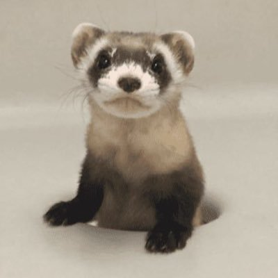 0x_Dope's tweet photo. I'm getting pretty bullish on $SIBERT
The First Clone-born animal
@SibertCTO
#SIBERT https://t.co/vCAtMUP9LS