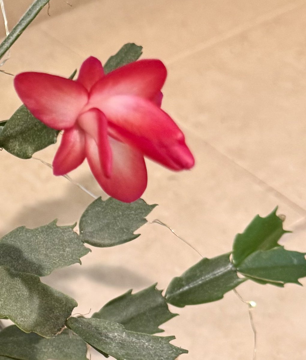 Does this mean Christmas came early? It’s namesake cactus seems to think so