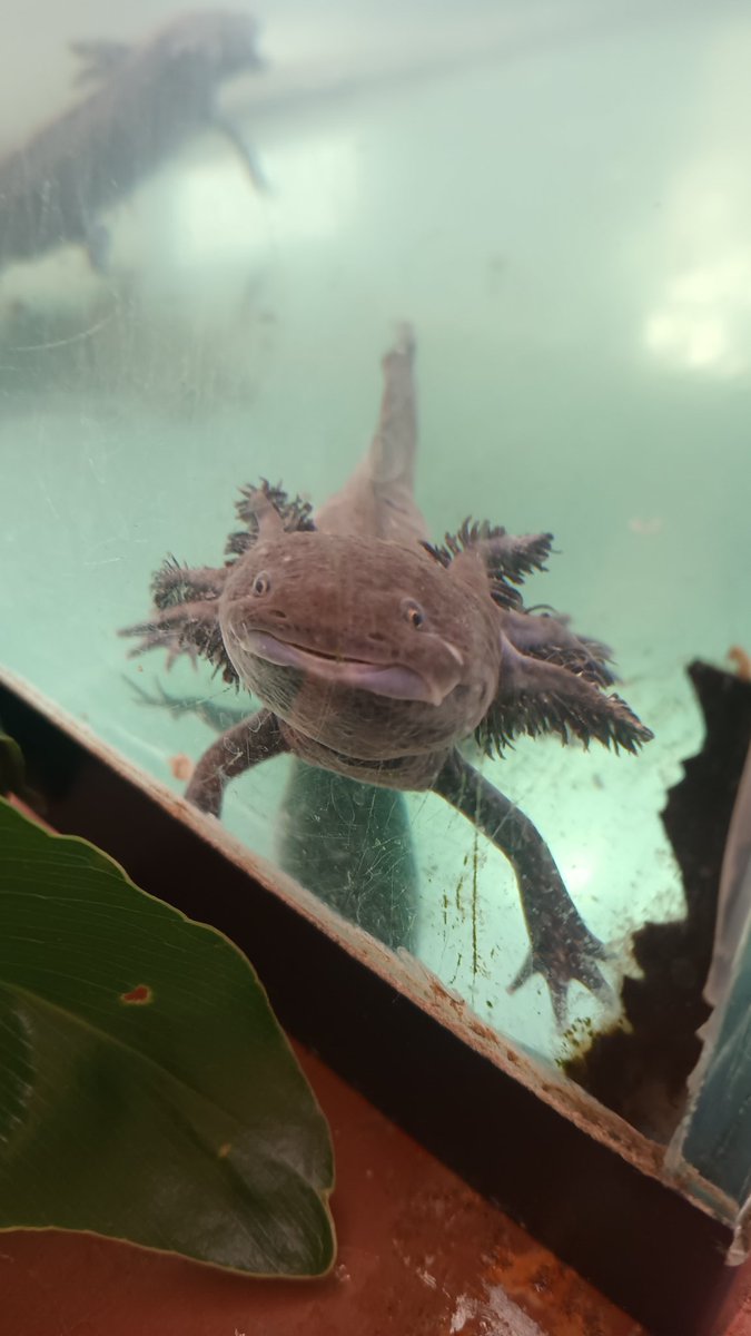 orbalest's tweet photo. Last few days of vacation visiting one of my favorite places here in Mexico city. #oaxaca #puebla #ciudaddemexico #tlacoyos #quesadillas #tacos #axolotl #xochimilco #twitch #streamer #beach #mexico #vtuber #vacationmode https://t.co/wfkyxqYOfa