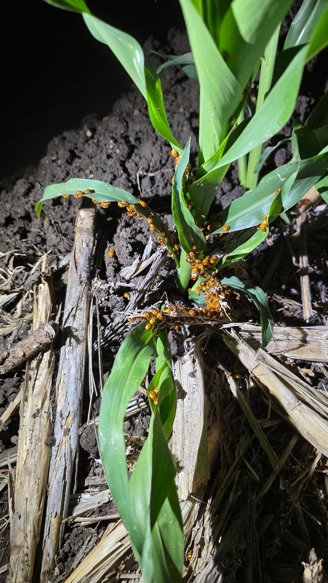 Eating FAW? Or just hanging out together?