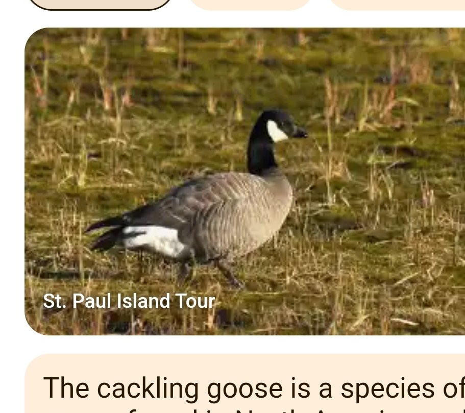 beansprouts_mom's tweet image. Who needs H2H transmission to evolve when your kid can end up in PICU jusr by catching #H5N1 from a freaking Canada Goose 😱

#HPAI #AvianFlu #FluIsAirborne