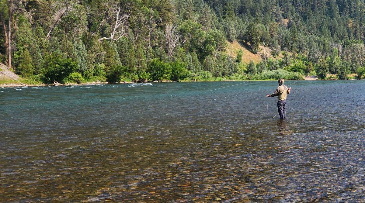 reelBrownTrout tweet media