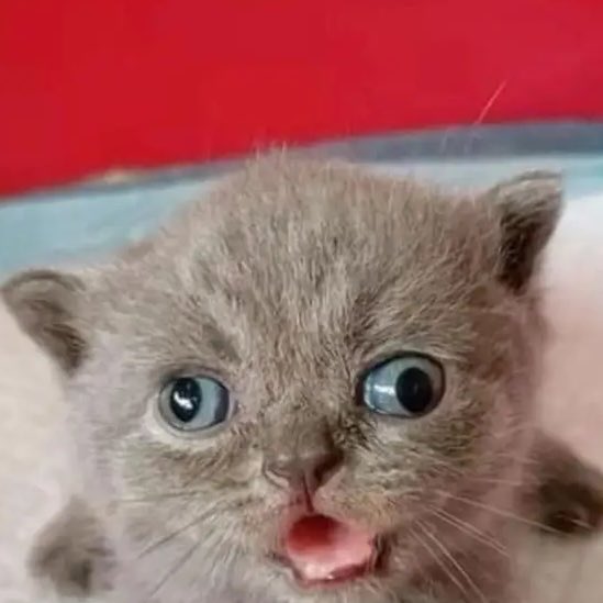 chibi 💕 Vtuber tweet media