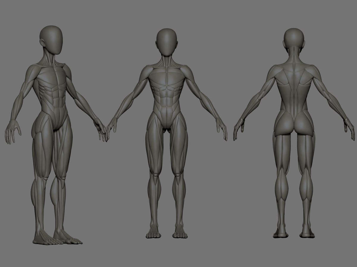 kittysleuths's tweet photo. Been working on a new sculpt following "The Ultimate Female Anatomy Study" video series by @slipgatecentral! Learning a ton and only still on part 1/3. Still got a ways to go💪

https://t.co/hVjFpYqZVb https://t.co/3UDm6leKuB