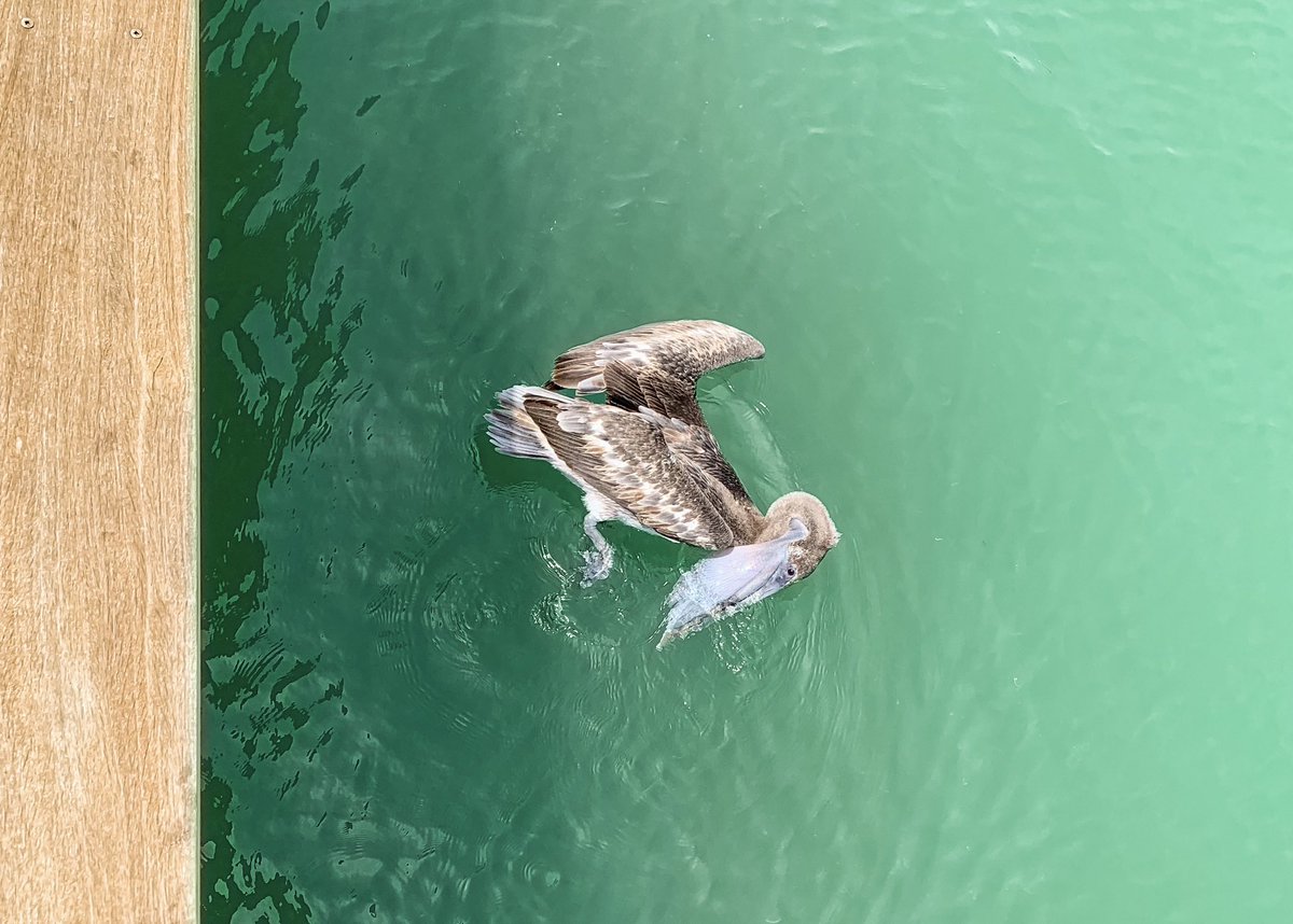 Daily_Somewhere's tweet photo. Brown Pelican alongside the dock.

Anna Maria Island, Florida https://t.co/1qzsir6SW0