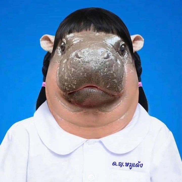 แบบทางการ

#หมูเด้ง #moodeng 
#khaokheowzoo