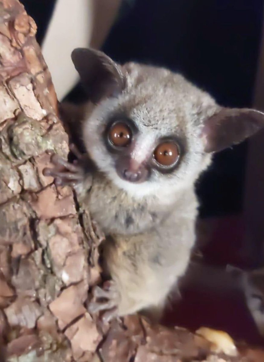 Theses guys rescued me..<a href="/Wildlifeatheart/">Wild Heart Wildlife Foundation</a> now I have 1% of supply so I can get rich get a lambo and help all of my mates….$APPL