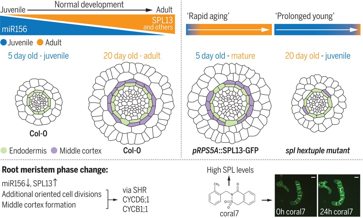 AgriExperts's tweet image. How plant roots change their growth pattern during &apos;puberty&apos; has implications for climate-resilient agriculture

#climateresilient
#puberty #transcription
#morphology #drought
phys.org/news/2024-11-r…