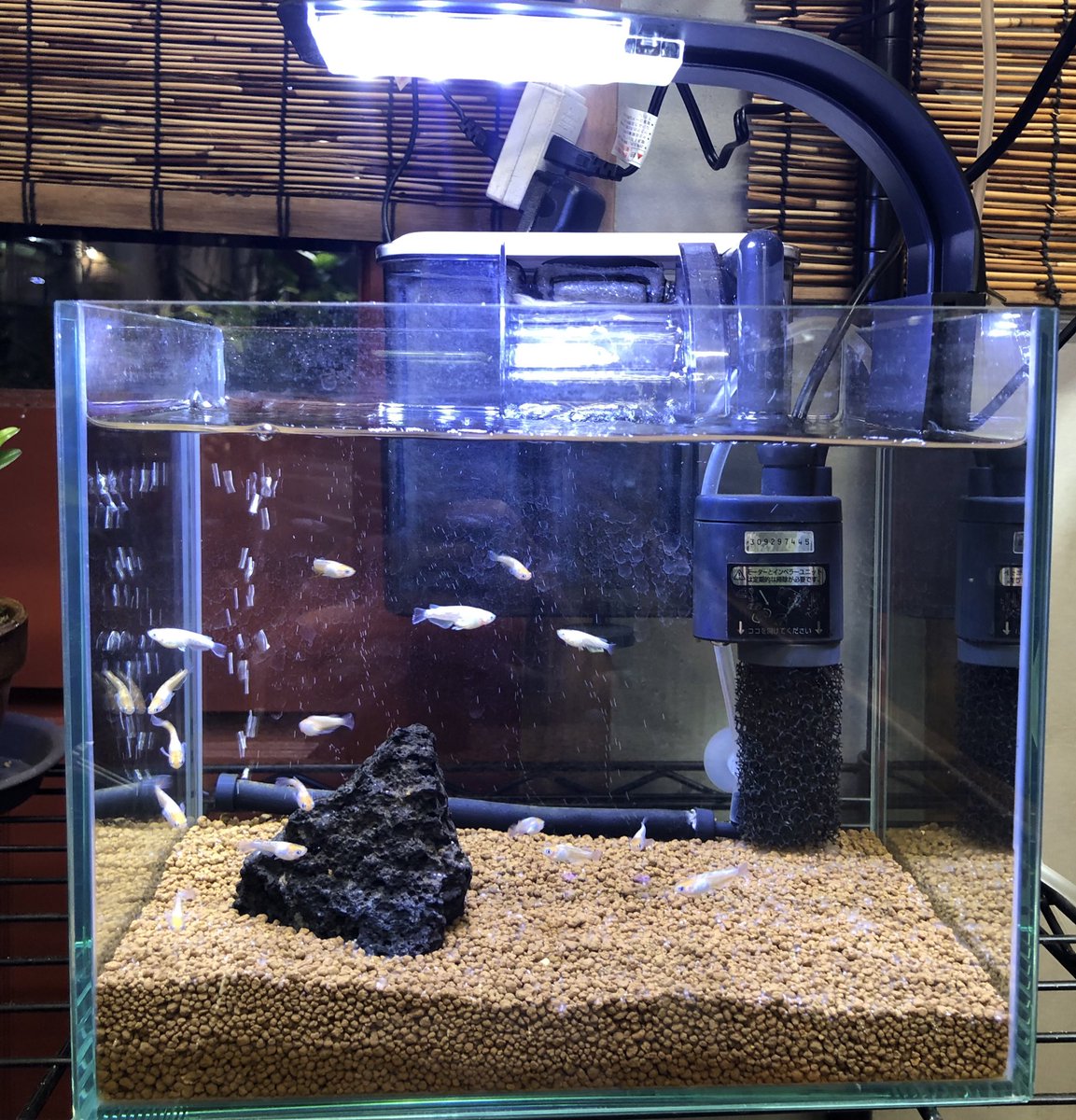 smallfishdayo's tweet photo. こんにちは！
本日13時から17時まで営業しております🐟🐟🐟🫧

#スモールフィッシュハウス
#めだか
#メダカ
#ミジンコ
#ビオトープ
#観葉植物
#メダカ掬い
#元住吉 https://t.co/BrOql5PuZT