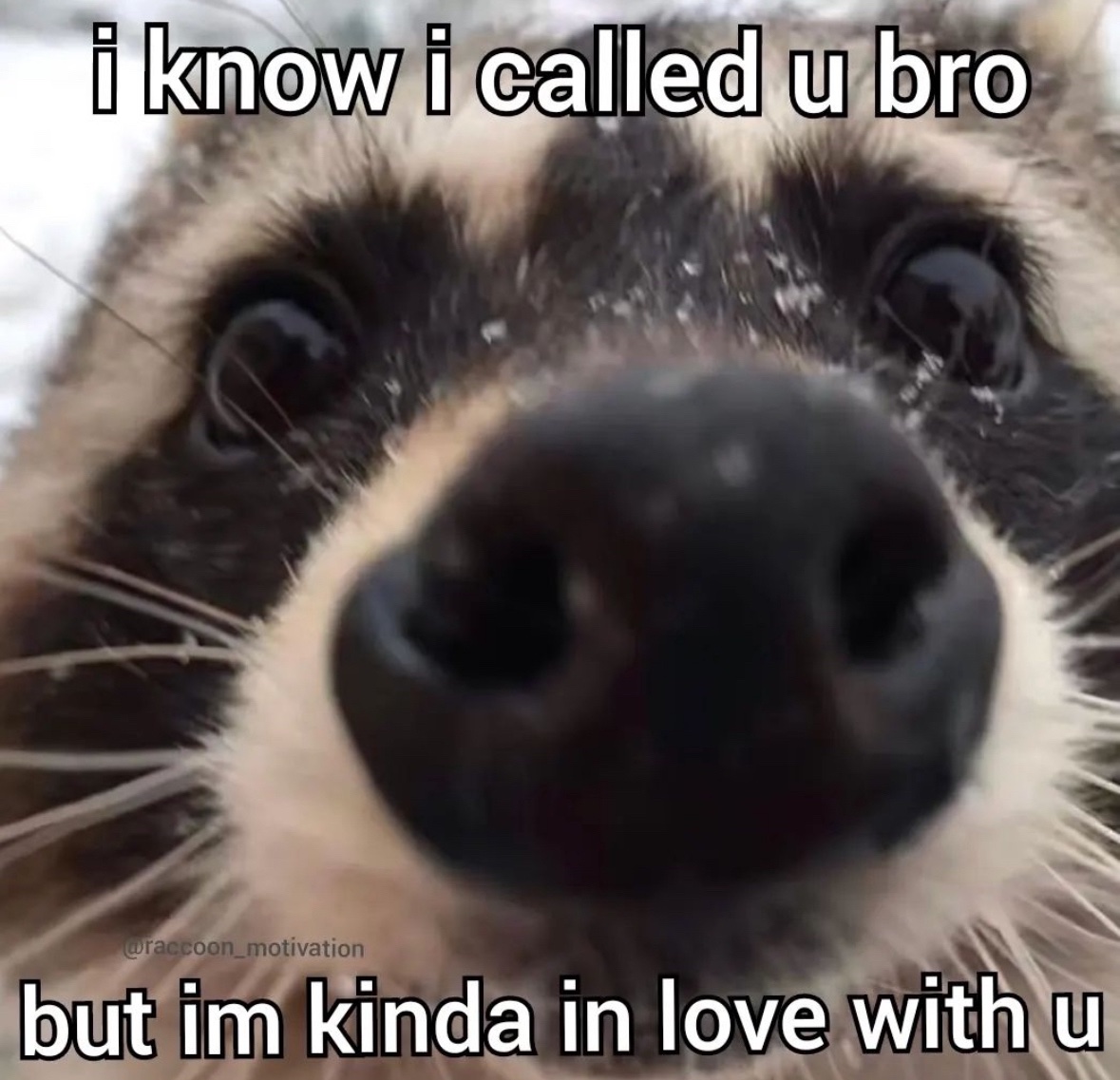 raccoon aesthetic. tweet media