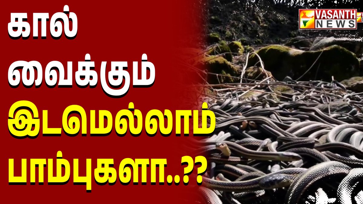 VasanthNews's tweet image. கால் வைக்கும் இடமெல்லாம் பாம்புகளா..?? - கண்ட contents | Vasanth News

▶️youtu.be/FL3z0C3nEwQ

#kandacontent #maharashtra #pet #brazil #news #snake #island #weirdstories #weird #newschannel