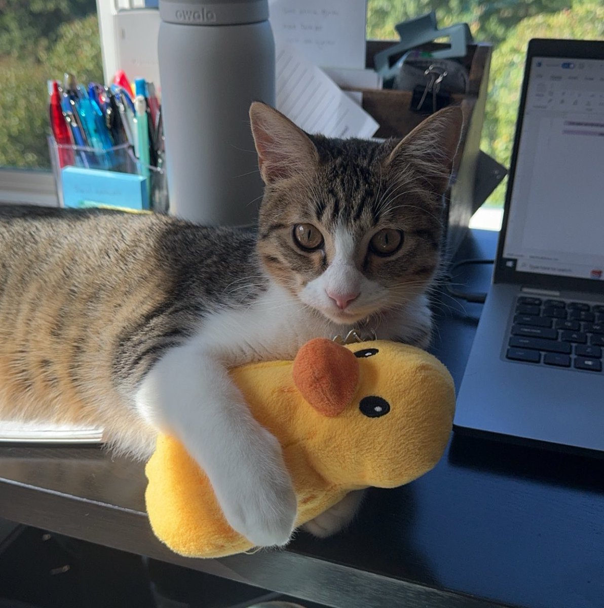 In the past 10 days I was notified that my first ever grant submission was scored AND that I have been officially named a doctoral candidate! I don’t think my email has ever brought such exciting back to back news. It’s time to celebrate with some Hugo hangouts.