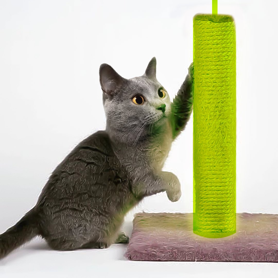 Chartreux Cat tweet media