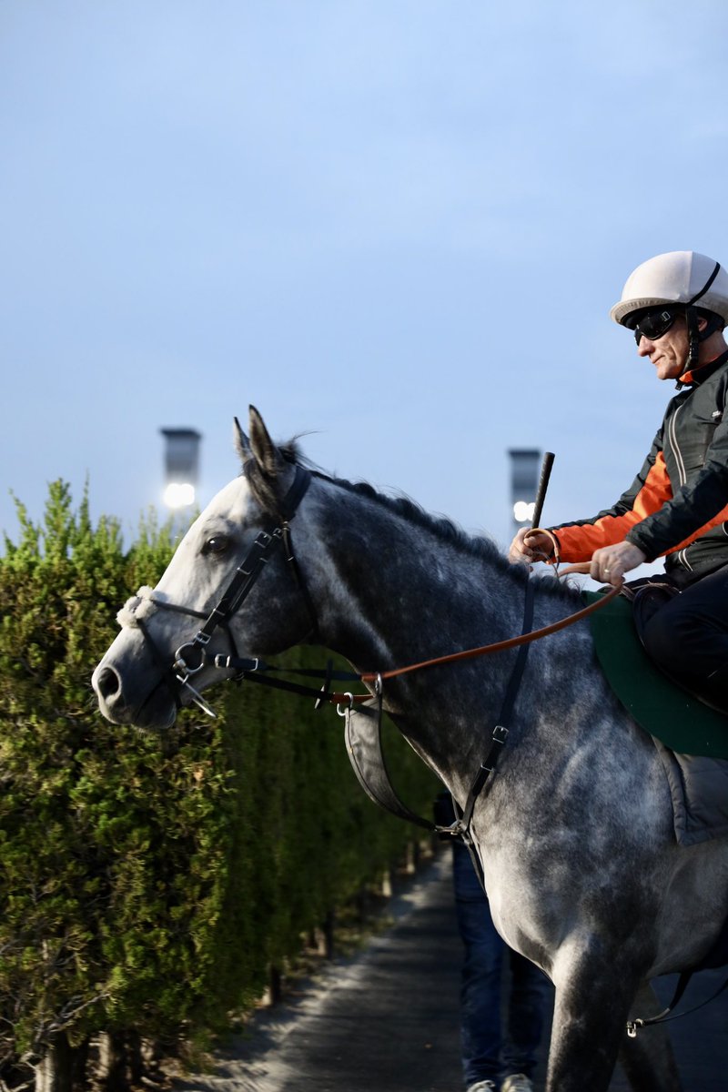 hanako507's tweet photo. CHARYN🐴 Last piece of work ✅ before Mile Champion S (G1) at Kyoto Racecourse 🐎 Looking forward to tomorrow 🤩
#charyn #ryanmoore #rogervarian #sumbe
#チャリン #マイルCS #ライアンムーア
@varianstable @newmarket875 @sumbe_fr @WHR @netkeiba https://t.co/E0R9Wt5JKR