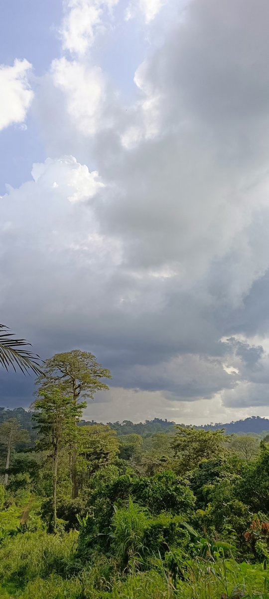 AbiluTangwa's tweet photo. Trees are powerful allies in combating climate change,as they can store large amounts of carbon through a process called carbon sequestration.Conserving &amp; protecting existing forests allow them to continue capturing&amp; storing carbon,mitigating the effects of greenhouse gas emissi https://t.co/lQgGEsgwqe