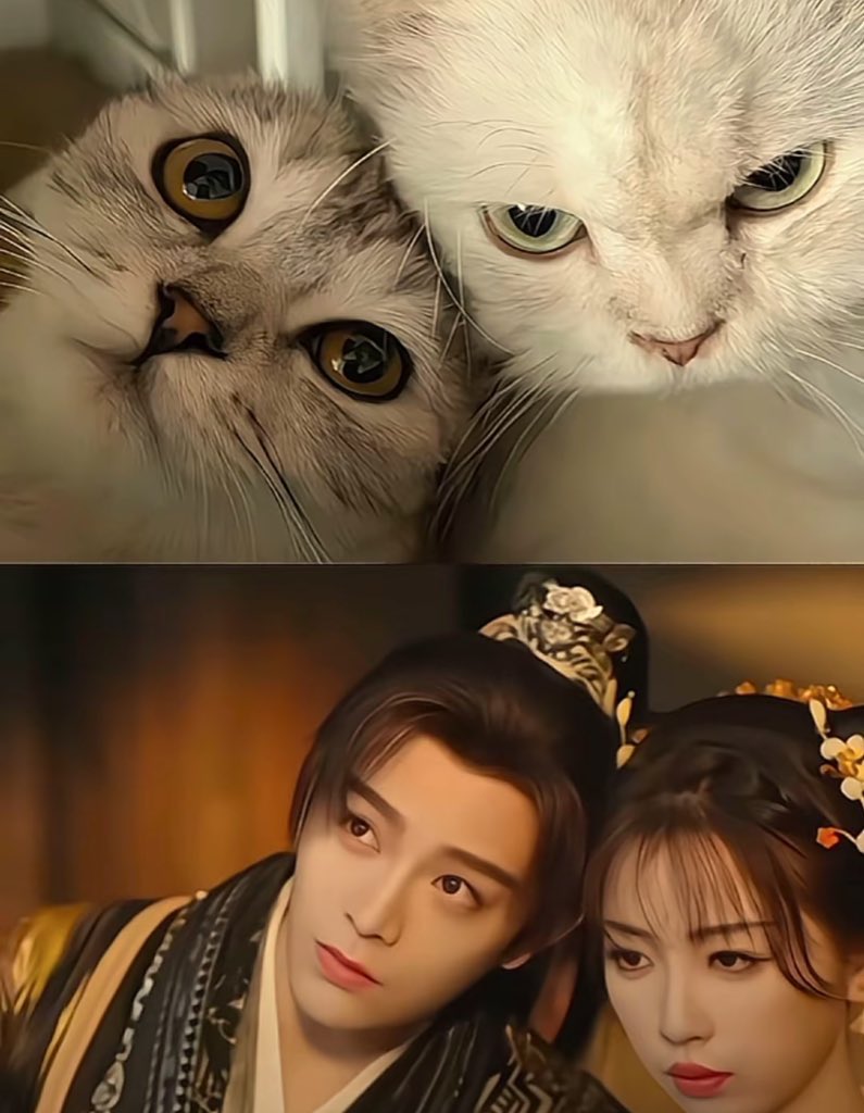 afterrnoont's tweet image. 🪷 Ziqi and Miaomiao as cats 🐱
#LoveGameInEasternFantasy