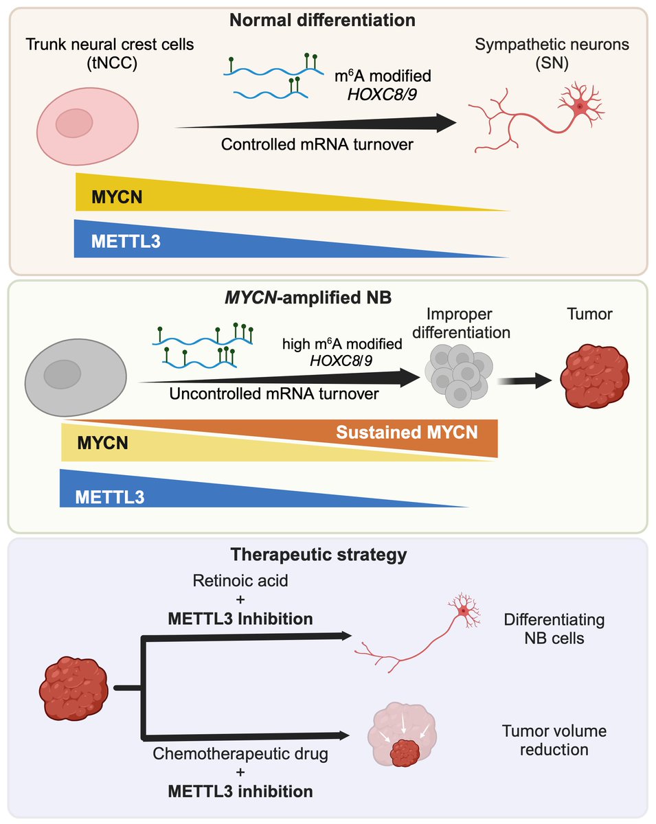 🚨 Discover how m6A drive neuroblastoma and open doors to novel therapies. 🔬✨
Published in <a href="/EMBO/">EMBO</a>, our findings shed light on epitranscriptomic regulation in cancer.
📖 Read paper: embopress.org/doi/epdf/10.10…
#Neuroblastoma #Epitranscriptomics #CancerResearch #RNAmodifications #m6A