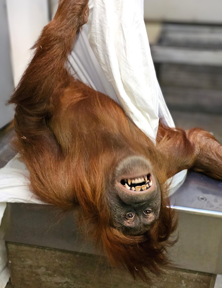 The answer to this month’s #GuessTheTooth, presented by <a href="/DeltaDentalCO/">Delta Dental CO</a> is our wonderful Sumatran orangutan Hesty! In honor of #OrangutanCaringWeek, we’re celebrating the animal care specialists that look after Hesty and all of our primates.
