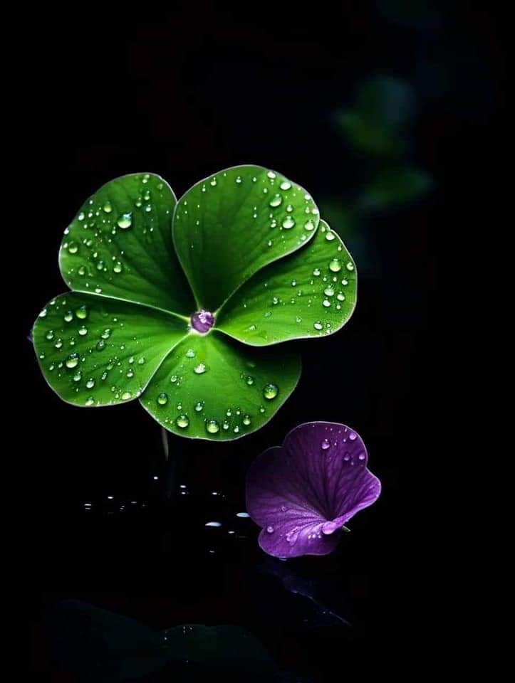 lucky8394's tweet photo. Good morning x family 🌹🌹🌹 https://t.co/5zjVhNgVfs
