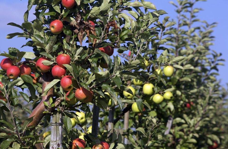 ArdvanderVorst's tweet photo. Ready to go, embarking on an exciting Dutch horticulture &amp; innovation mission to New Zealand!
🇳🇿🇳🇱

This mission brings together Dutch and Kiwi experts, researchers and businesses to explore the incredible potential for collaboration in our horticulture and fruit sectors. #NLinNZ https://t.co/YODqrUjNF1