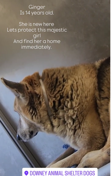 mapleveewesem's tweet photo. 🆘💔🆘GINGER, a glorious 14 yo 63 lb #GermanShepherd girl who came to Downey #California ACC on 11-13. Not available for adoption yet, but we can get her out with a committed foster 4 rescue. Please reply here if you can help. #PLEDGE 🙏 info⬇️ #A5663427 https://t.co/InKnN950wB