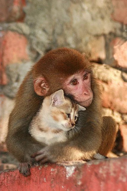 eat5G's tweet photo. the monkey helps the car https://t.co/5pstrsgspX