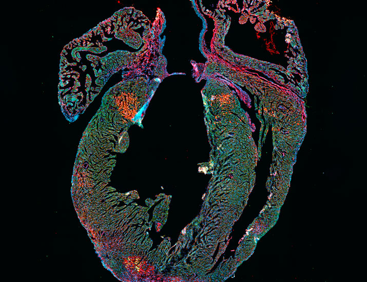 ScienceMagazine's tweet photo. The purine biosynthetic enzyme #Adssl1 promotes heart repair and regeneration in #cardiomyocytes in the aftermath of a heart injury by stimulating cell proliferation and augmenting the metabolite inosine, according to new @SciSignal research in mice. https://t.co/gwzSWxyaRd https://t.co/0pIs70MPMb