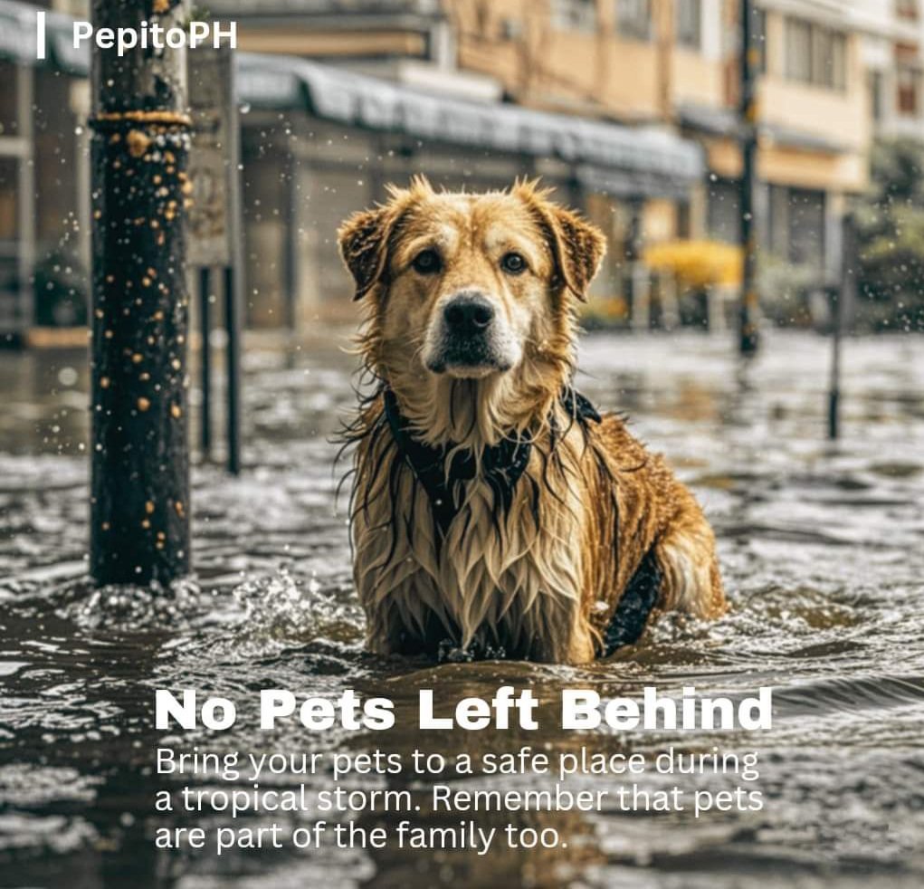 #PepitoPH 🙏🙏🙏