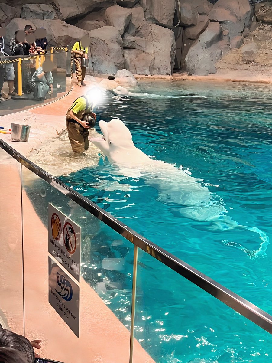 urara_life's tweet photo. 名古屋旅行1日目は名古屋港水族館に行って来ました
シロイルカとシャチを楽しみにしてたので見れてよかった🐬

入館料は本人と介助者1人が無料でした✨
シロイルカは室内での鑑賞だったので鳴き声が響いていたため音が苦手な方は音対策必須です。 https://t.co/1APZcE6NxW