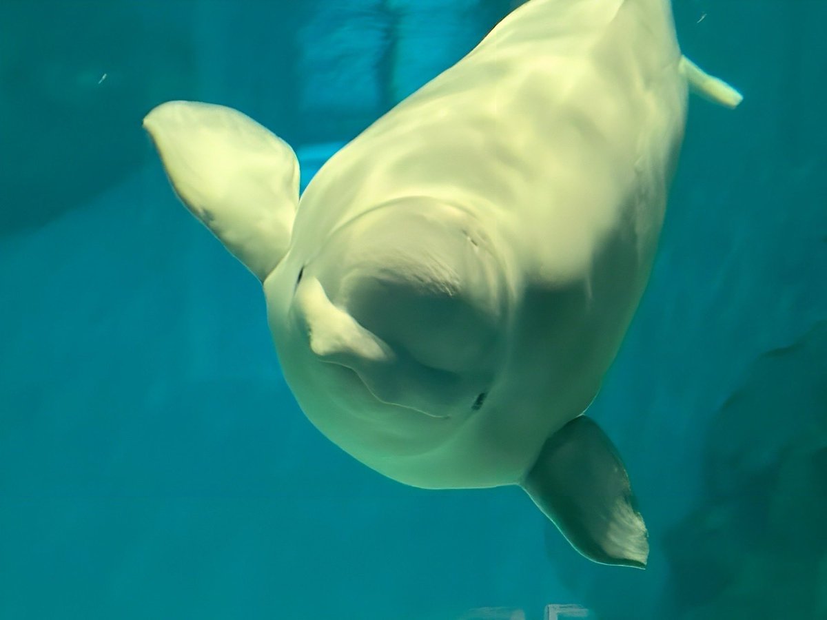 urara_life's tweet photo. 名古屋旅行1日目は名古屋港水族館に行って来ました
シロイルカとシャチを楽しみにしてたので見れてよかった🐬

入館料は本人と介助者1人が無料でした✨
シロイルカは室内での鑑賞だったので鳴き声が響いていたため音が苦手な方は音対策必須です。 https://t.co/1APZcE6NxW