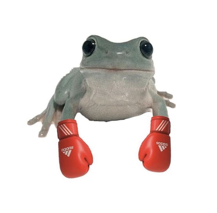 No Context Frogs tweet media