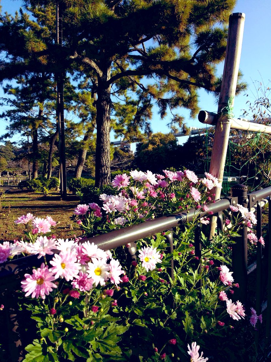 CHarmonyChiba's tweet photo. 本日は、通常営業しております。今月から焼き芋始めました🍠笠間焼の壺焼き芋です。#千葉公園カフェハーモニー　#蓮華亭売店 https://t.co/wdIetIgoIV