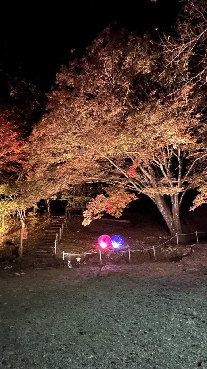 本日ライトアップ最終日🍁
野底山森林公園のもみじもいい感じに色付いてきました！
ぜひ暖かい支度でお出かけください☺️
#野底山森林公園  #もみじライトアップ #イルミネーション
