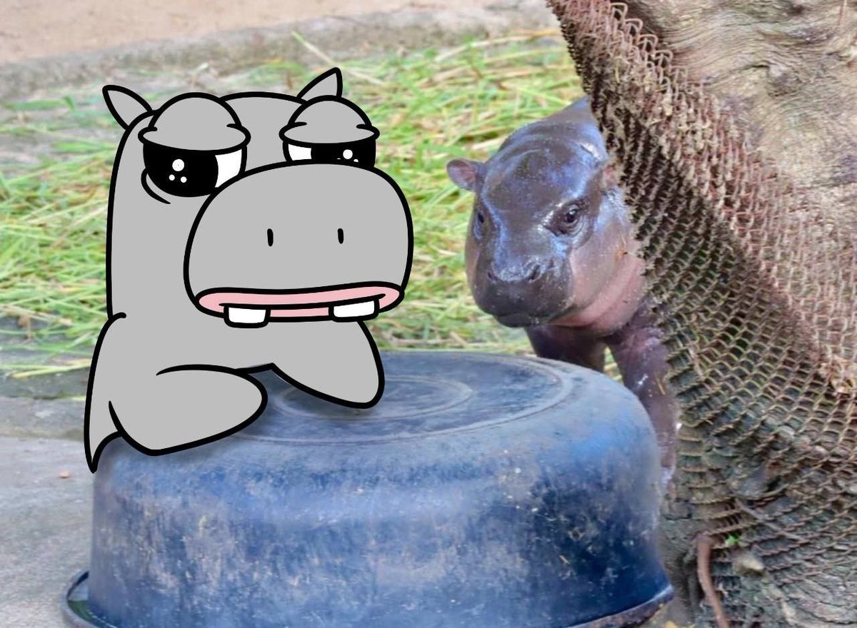 PipoTheHippo's tweet photo. @and_khamoo we are a hippo family! 😍🦛 https://t.co/L5TSwIY7hG