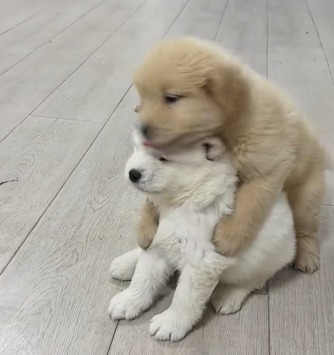 puppies video (@puppies_video) on Twitter photo 