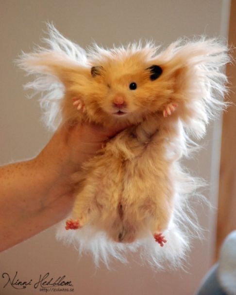 Tweets Of Hamster (@tweetsofhamster) on Twitter photo 