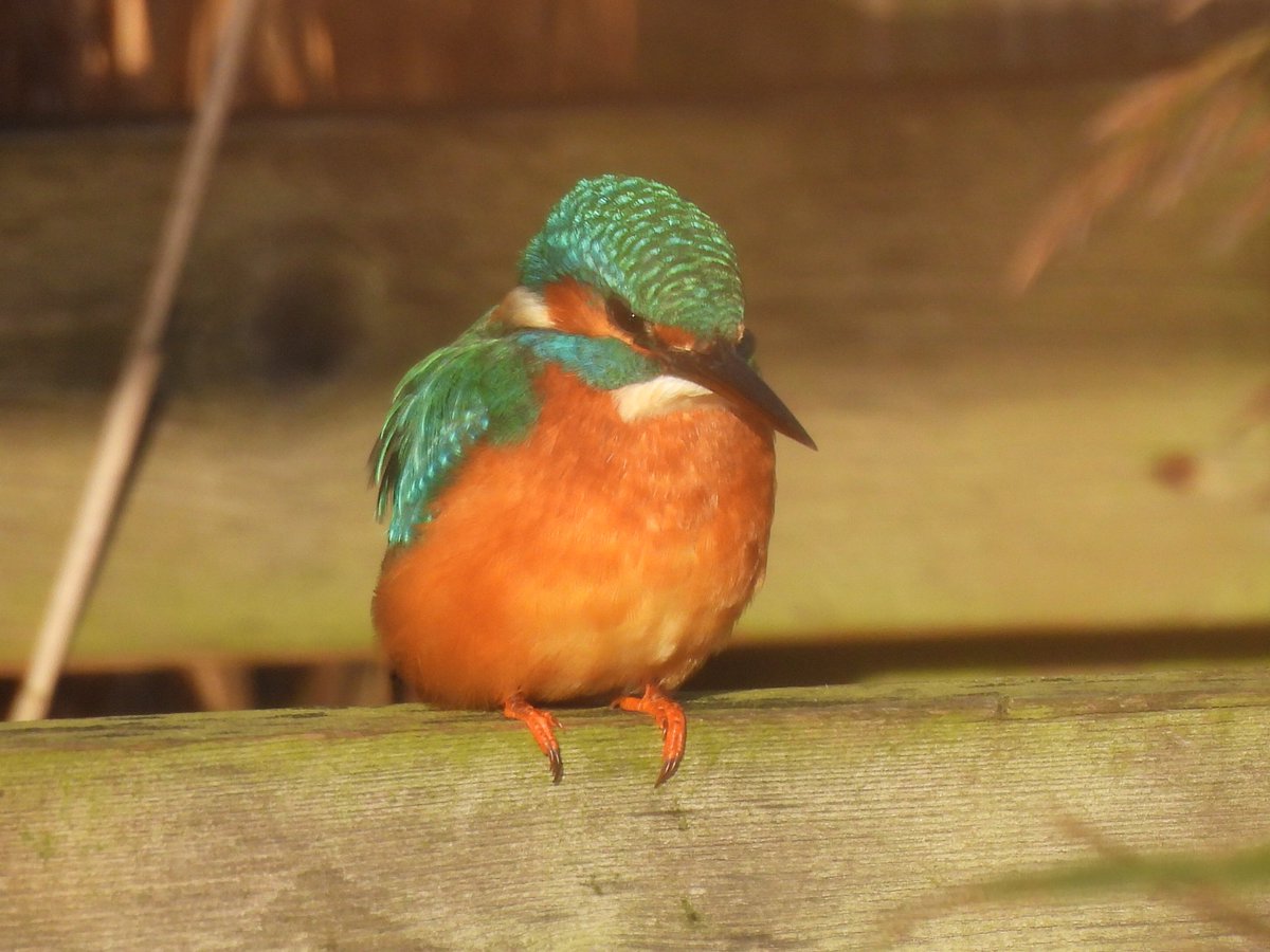 IanFouk's tweet image. Kingfisher this morning @RSPBSaltholme 
Initially seen on Sand Martin Wall at opening time.
@teesbirds1