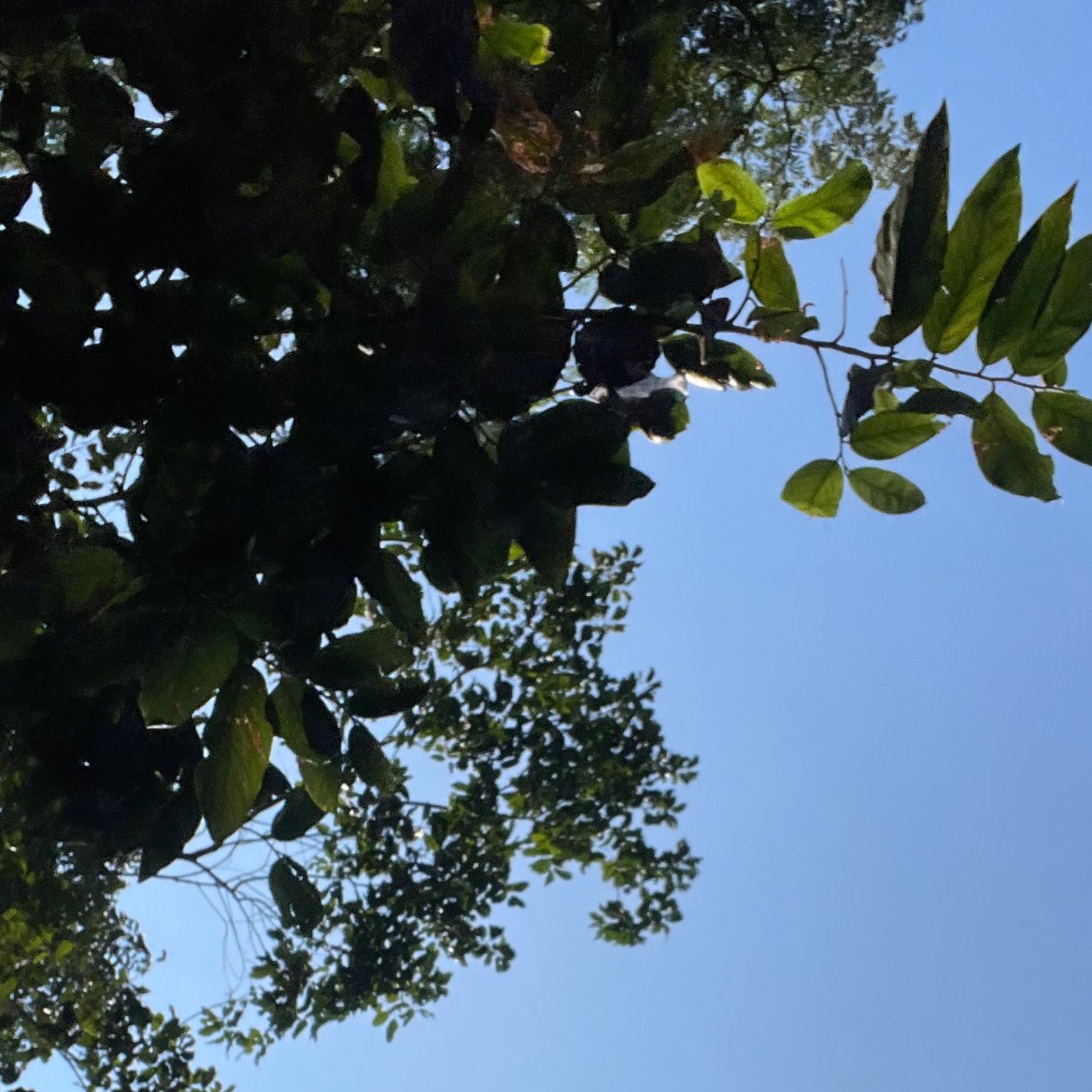 kathkattaleeya's tweet image. 🏃‍♀️🌳🌿✨