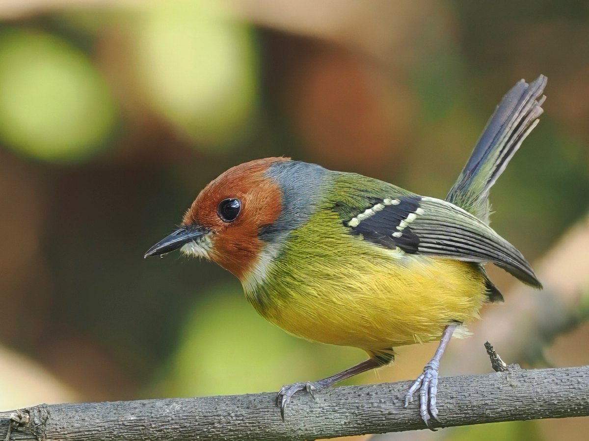 Without doubt the smartest bird of the day has been Johnson's Today-tyrant, which must be one of South Americas smartest flycatchers.