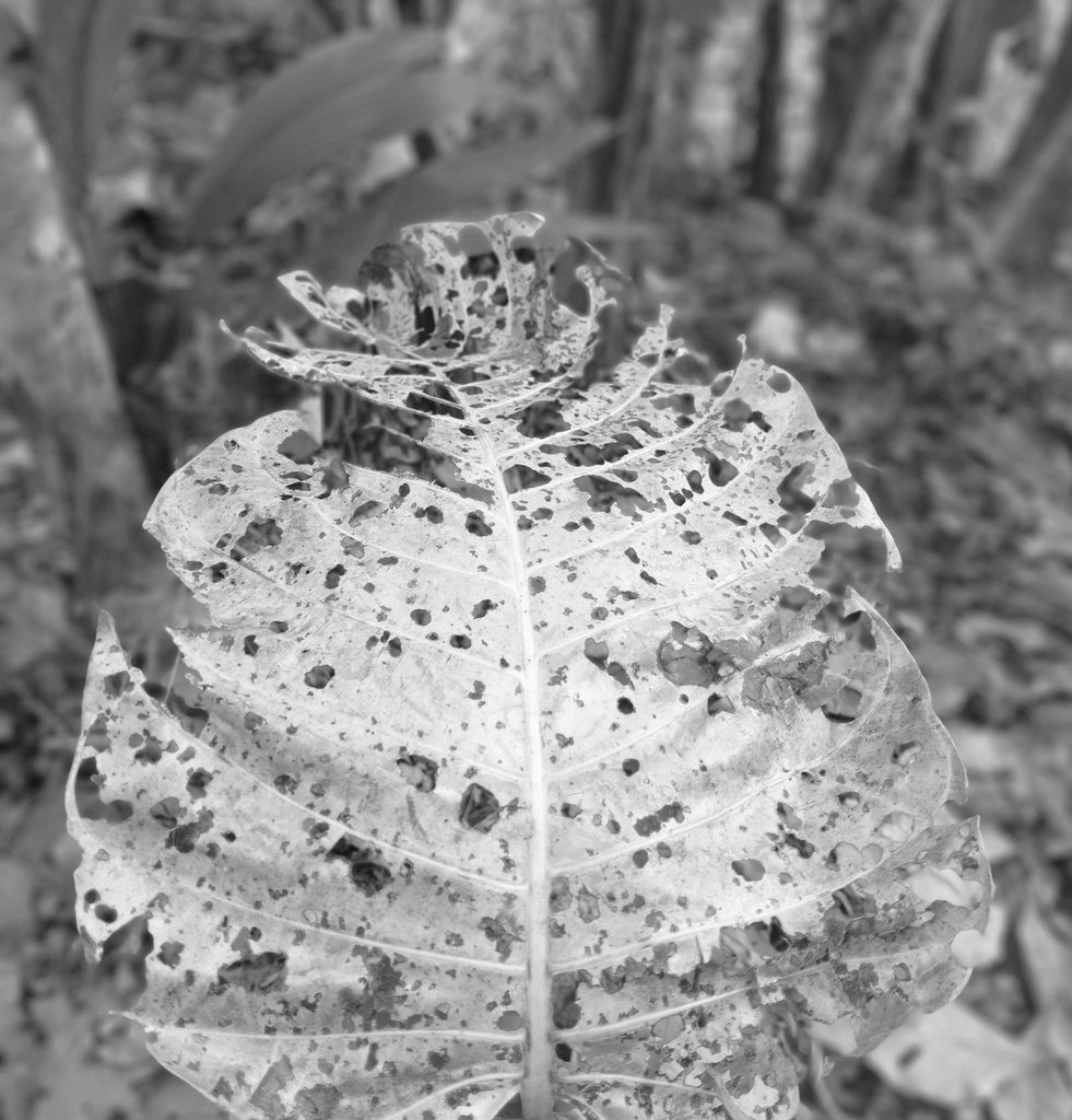 IJINKAN AKU MENGUMPAT

Ijinkan aku mengumpat
Pada keadilan yang salah tempat
Pada kebijakan yang tak memihak rakyat
Pada wakil rakyat  yang berkhianat
Ijinkan aku mengumpat
Pada drama yang menyisakan sesat pendapat
Pada kemanusiaan yang di singkirkan oleh pejabat
#SuaraAstoenk