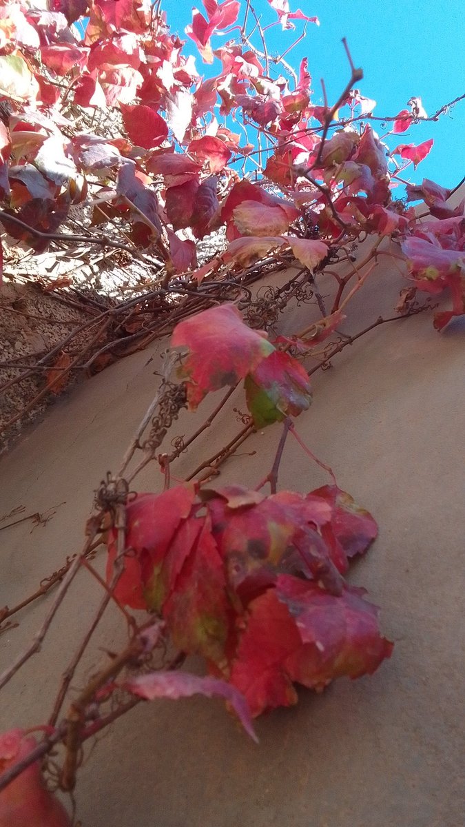 mir__122's tweet photo. عشوائيات الخريف🍂💛 https://t.co/oYyTaZKeC8